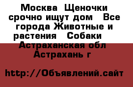 Москва! Щеночки срочно ищут дом - Все города Животные и растения » Собаки   . Астраханская обл.,Астрахань г.